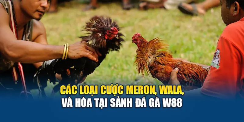Các loại cược Meron, Wala, và Hòa tại sảnh đá gà W88
